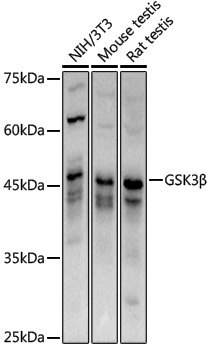 Anti-GSK3 beta Rabbit pAb