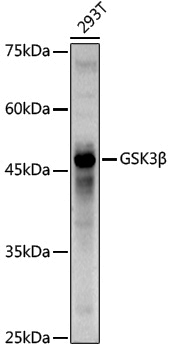 Anti-GSK3 beta Rabbit pAb