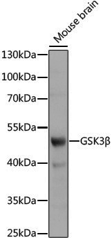 Anti-GSK3 beta Rabbit pAb