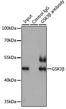 Anti-GSK3 beta Rabbit pAb
