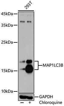 Anti-LC3B Rabbit pAb