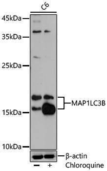 Anti-LC3B Rabbit pAb