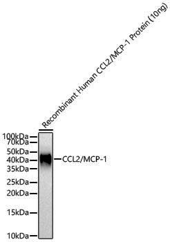Anti-CCL2/MCP-1 Rabbit pAb