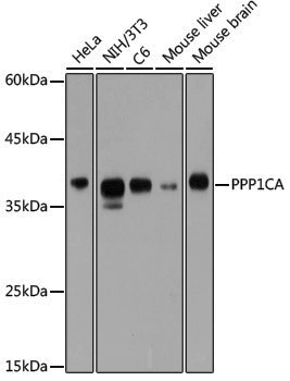 Anti-PP1C alpha Rabbit pAb