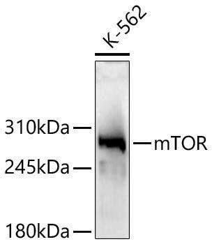 Anti-mTOR Rabbit pAb