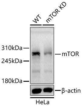 Anti-mTOR Rabbit pAb