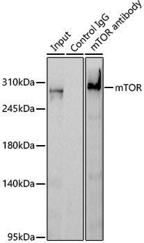 Anti-mTOR Rabbit pAb