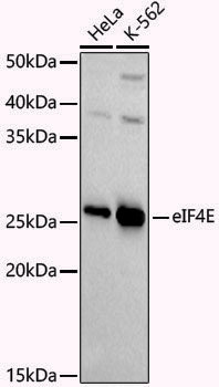 [KD Validated] Anti-eIF4E Rabbit pAb