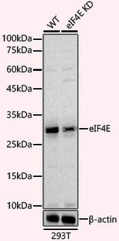 [KD Validated] Anti-eIF4E Rabbit pAb
