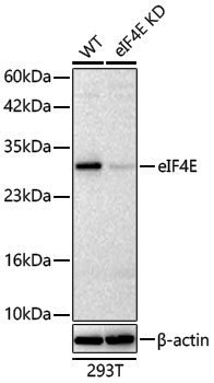 [KD Validated] Anti-eIF4E Rabbit pAb
