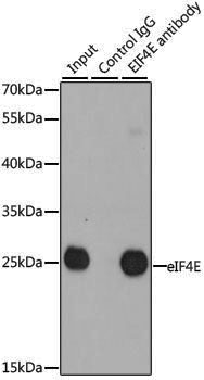 [KD Validated] Anti-eIF4E Rabbit pAb
