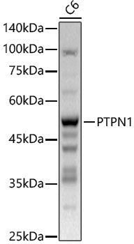 [KO Validated] Anti-PTP1B Rabbit pAb