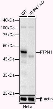 [KO Validated] Anti-PTP1B Rabbit pAb