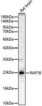 Anti-RAP1B Rabbit pAb
