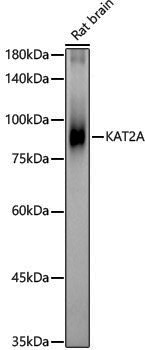 Anti-KAT2A Rabbit pAb