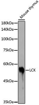 Anti-Lck Rabbit pAb