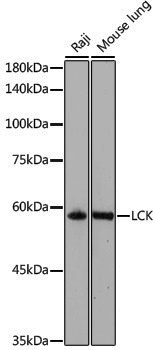 Anti-Lck Rabbit pAb