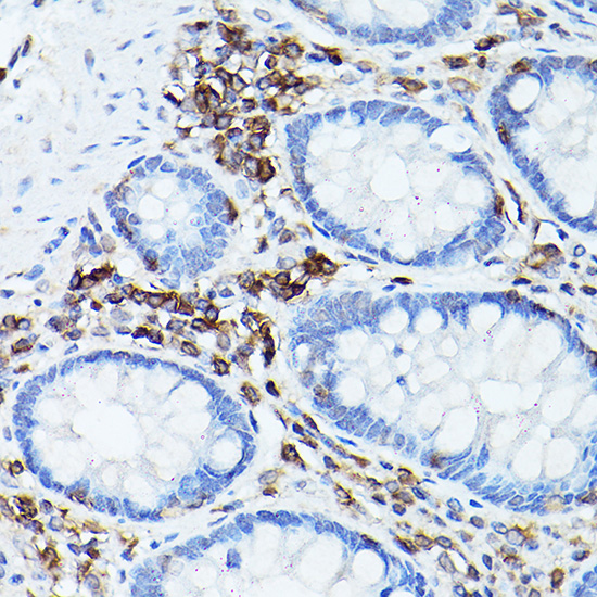 Anti-CD45 Rabbit pAb