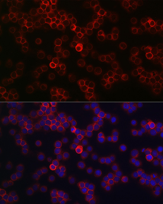 Anti-CD45 Rabbit pAb