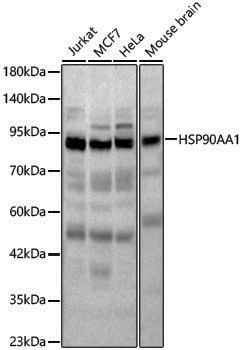 Anti-Hsp90 alpha Rabbit pAb