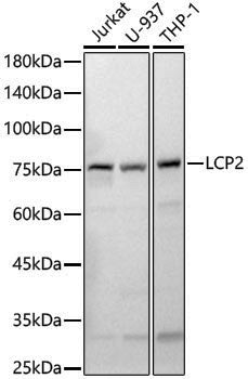 Anti-SLP76 Rabbit pAb