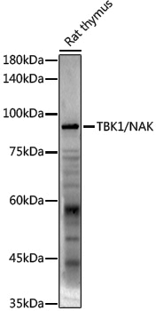 Anti-TBK1 Rabbit pAb