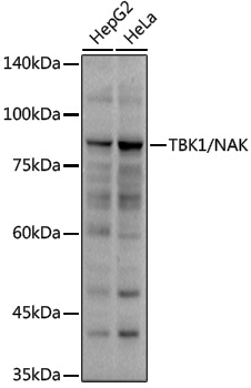 Anti-TBK1 Rabbit pAb