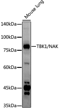 Anti-TBK1 Rabbit pAb
