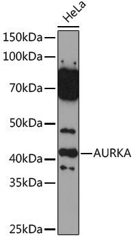 Anti-Aurora A Rabbit pAb