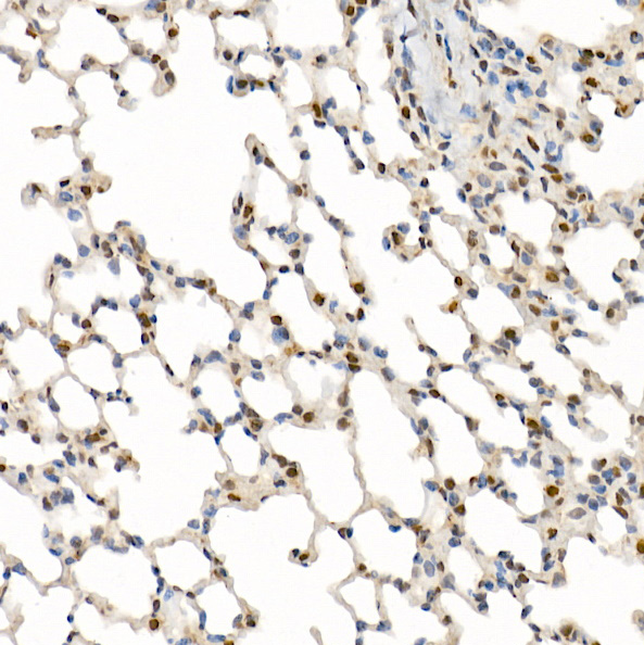 Anti-N WASP Rabbit pAb