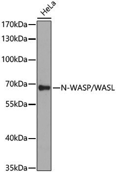 Anti-N WASP Rabbit pAb