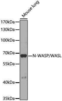 Anti-N WASP Rabbit pAb
