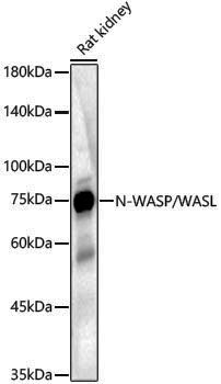 Anti-N WASP Rabbit pAb