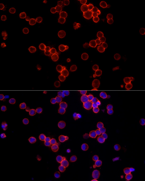 Anti-CD19 Rabbit pAb