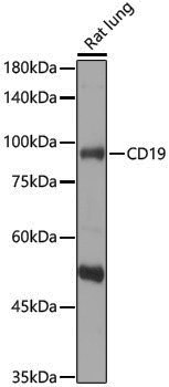 Anti-CD19 Rabbit pAb