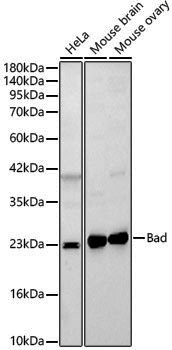 [KO Validated] Anti-Bad Rabbit pAb