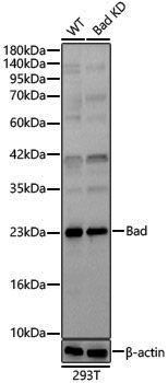 [KO Validated] Anti-Bad Rabbit pAb
