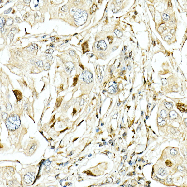 Anti-LKB1 Rabbit pAb