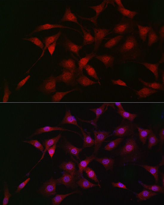 Anti-LKB1 Rabbit pAb