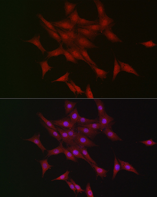 Anti-LKB1 Rabbit pAb