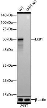 Anti-LKB1 Rabbit pAb