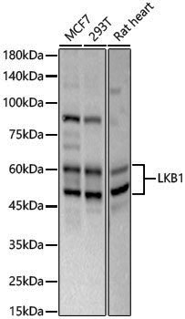 Anti-LKB1 Rabbit pAb