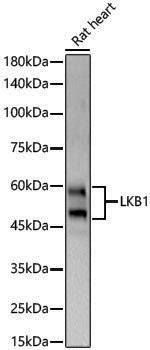 Anti-LKB1 Rabbit pAb