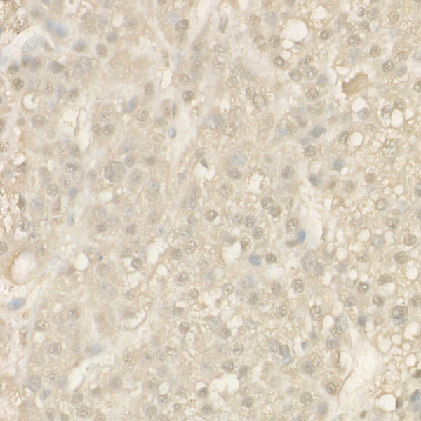 Anti-Caspase 9 Rabbit pAb