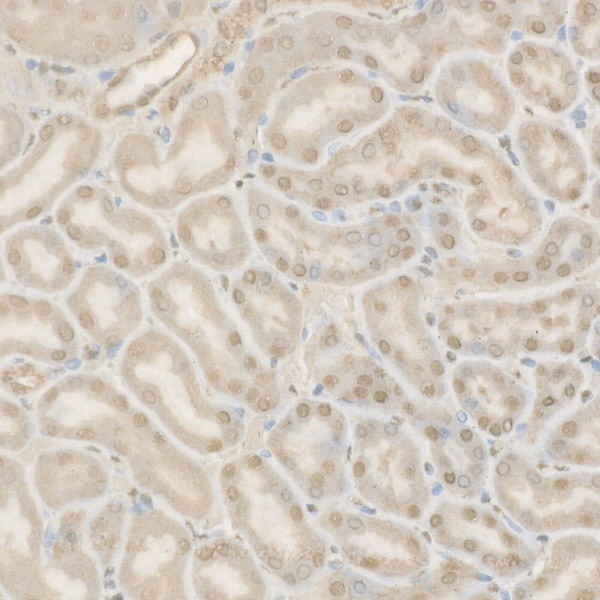 Anti-Caspase 9 Rabbit pAb