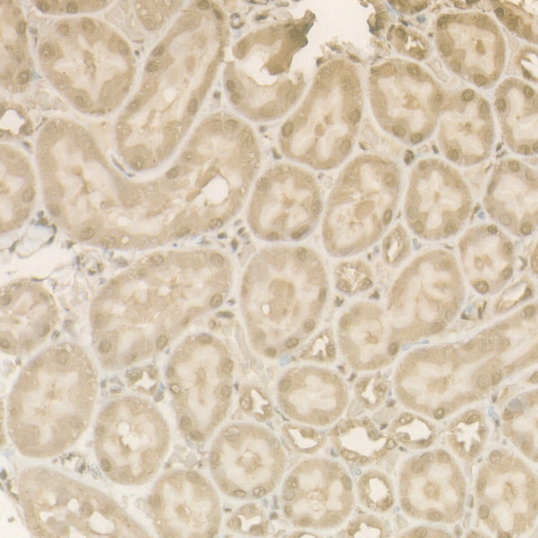 Anti-Caspase 9 Rabbit pAb