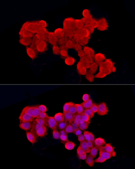 Anti-Caspase 9 Rabbit pAb