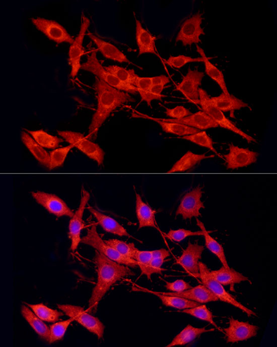 Anti-Caspase 9 Rabbit pAb