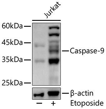 Anti-Caspase 9 Rabbit pAb