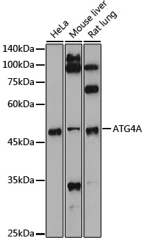 Anti-ATG4A Rabbit pAb